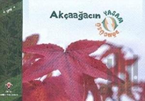 Akçaağacın Yaşam Döngüsü