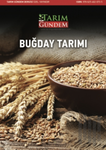 Buğday Tarımı