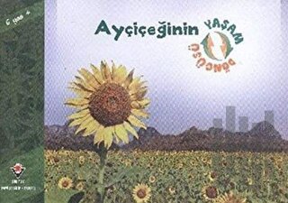 Ayçiçeğinin Yaşam Döngüsü