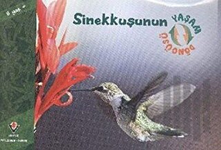 Sinekkuşunun Yaşam Döngüsü